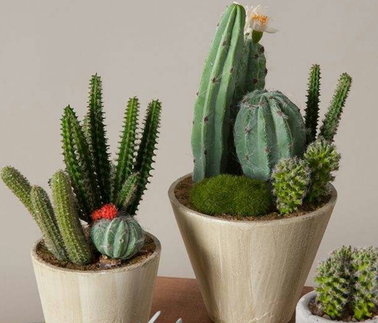 广州哪些植物适合盆栽阳台种植,特点好养耐高温？