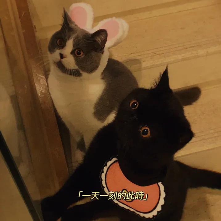 兰州市哪里卖橘猫的多