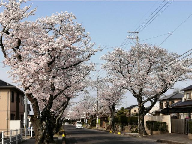 日本妇女海外生活，日本妇女海外生活视频