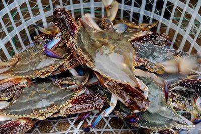 [渔民被海鲜刺伤身亡]海陵岛码头有渔民卖海鲜的吗？