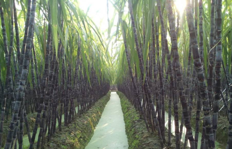 河南卖甘蔗怎么样 河南卖甘蔗怎么样