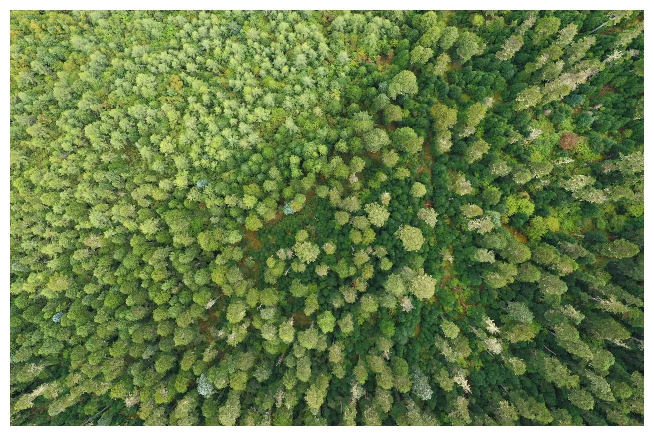 燕子的图片燕子的图片真实照片