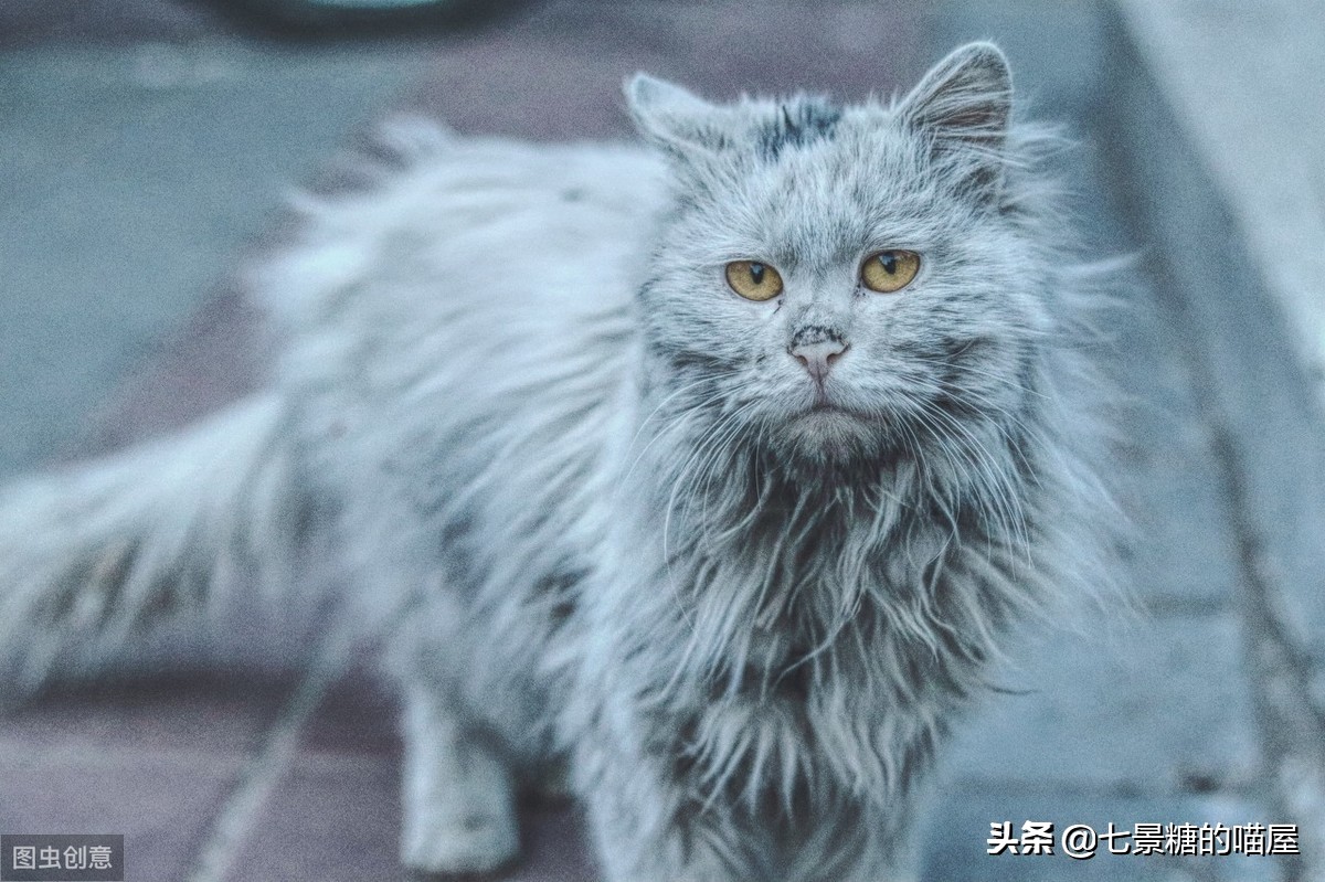 猫屋虐猫致4只猫死