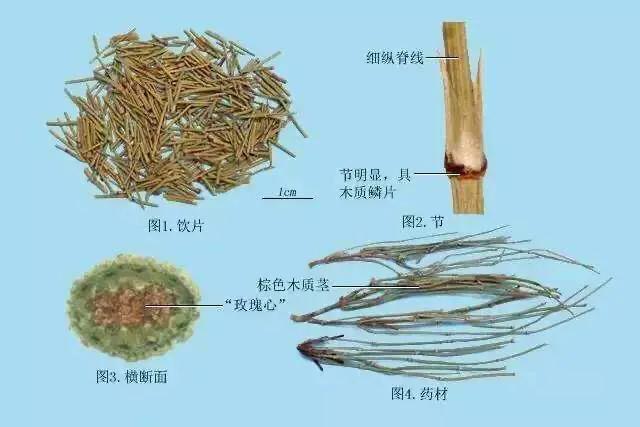 麻黄的功效与作用及副作用是什么?