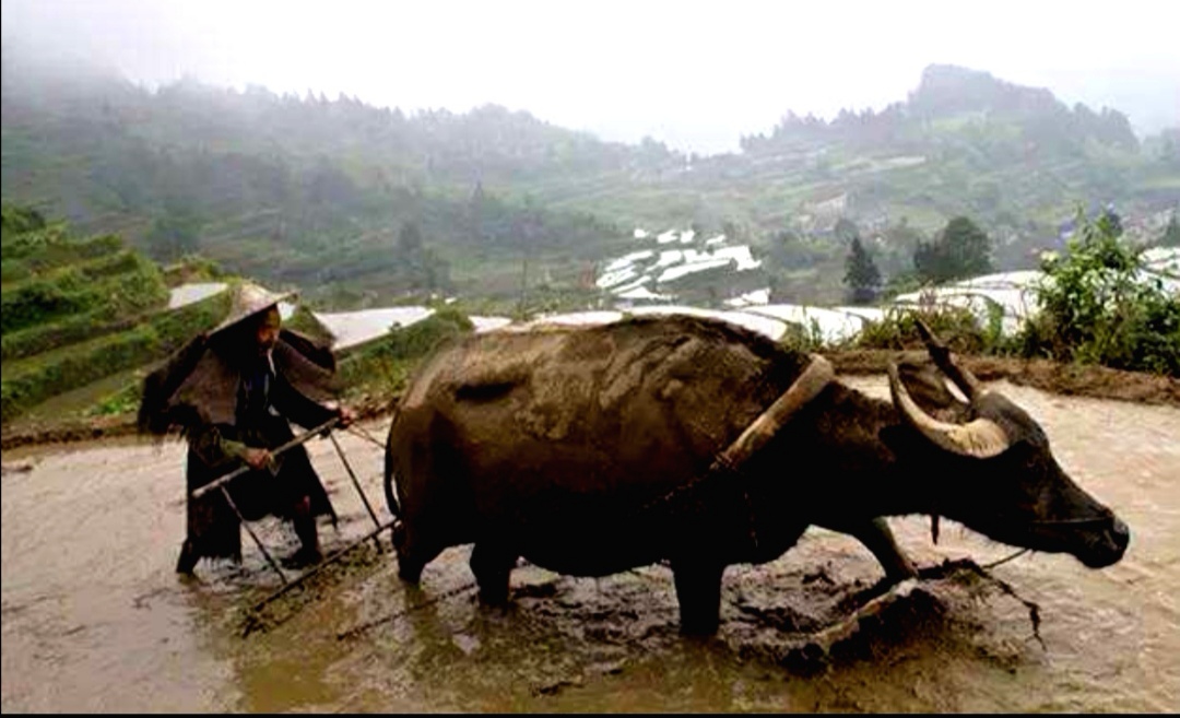 青摄影（谷雨春光晓，山川黛色青。叶间鸣戴胜，泽水长浮萍。摄影如何拍？）