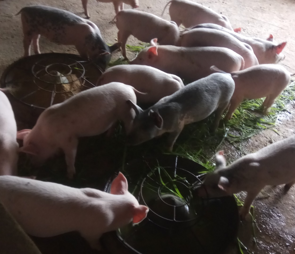 河南草猪肉怎么样