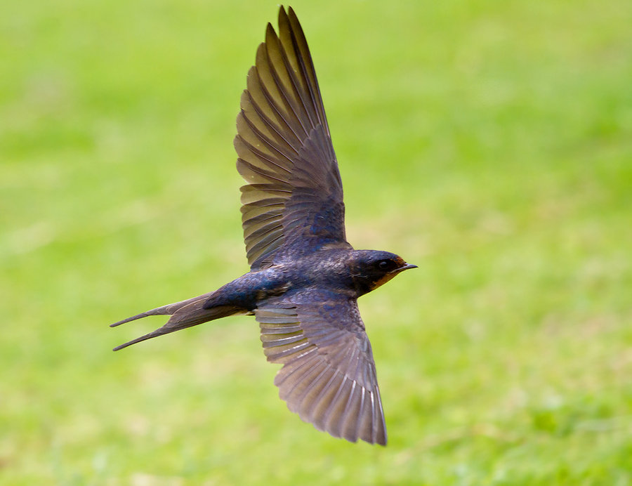 燕子的图片燕子的图片真实照片 燕子的图片燕子的图片真实照片