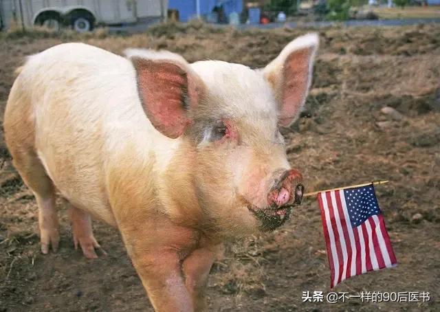 纯进口4米9汽车报价,纯进口4米9汽车报价及图片