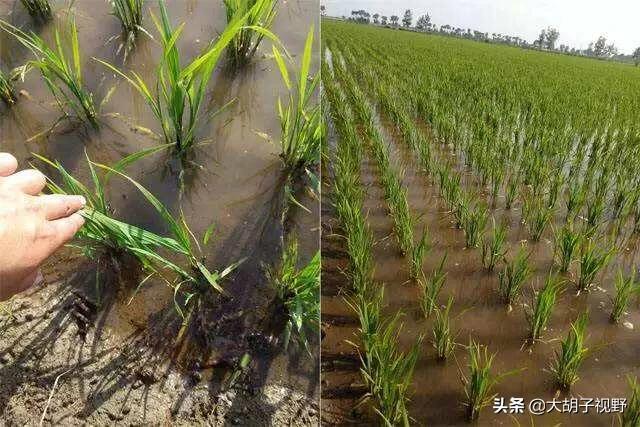 老妈讲海外生活，老妈讲海外生活的故事