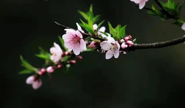 [黑色壁纸全黑]电脑屏幕总是自动变成黑色背景？