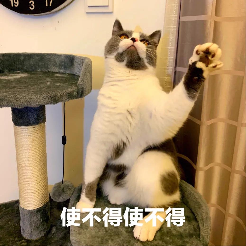 麻烦猫在海外生活英文翻译，麻烦猫在海外生活英文翻译怎么写