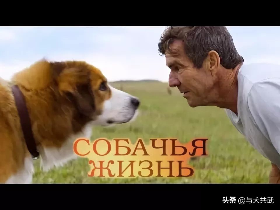 没有狗狗的海外生活，没有狗狗的海外生活视频