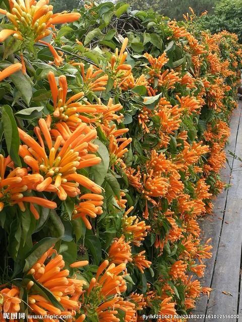 河南省濮阳地区适合种金银花吗？