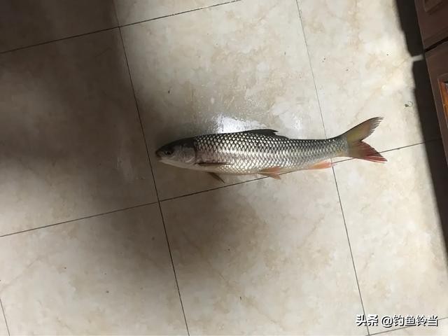 广州市天河区有什么钓场