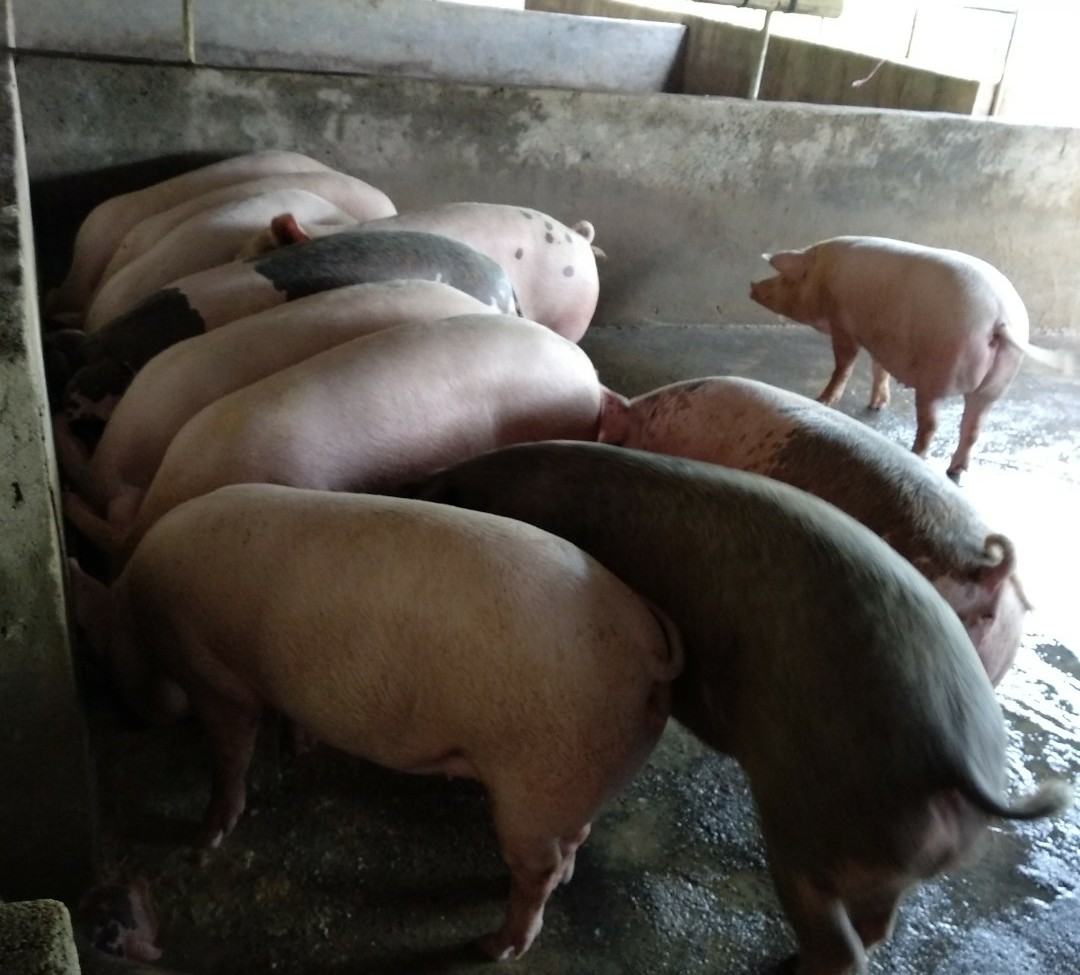 河南草猪肉怎么样