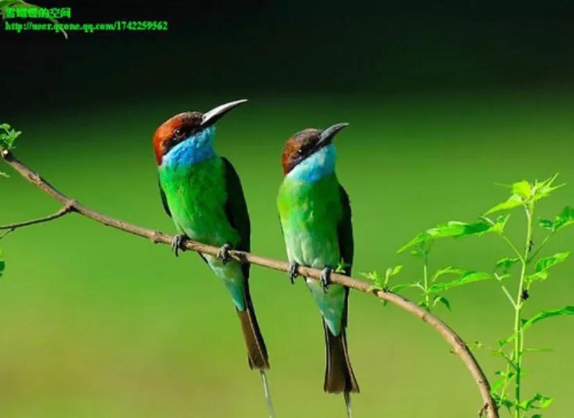 怎么能让（如何让自己变得心狠？）