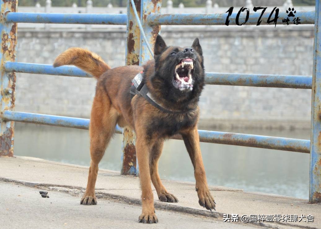 马犬咬鸡怎么办？：离婚被判吃掉鸡再离