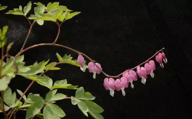 [黑色壁纸全黑]电脑屏幕总是自动变成黑色背景？