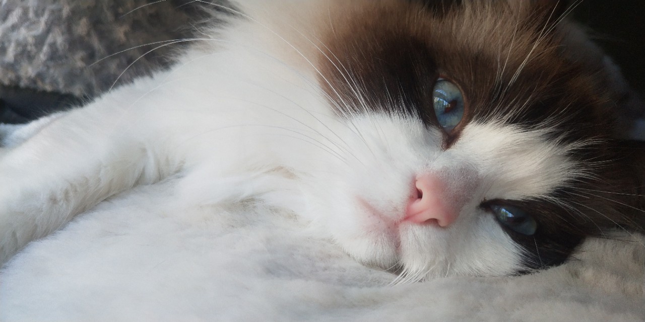 猫屋虐猫致4只猫死