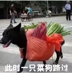 现在有和内涵段子差不多的软件嘛?:内涵段子app 现在有和内涵段子差不多的软件嘛?:内涵段子app