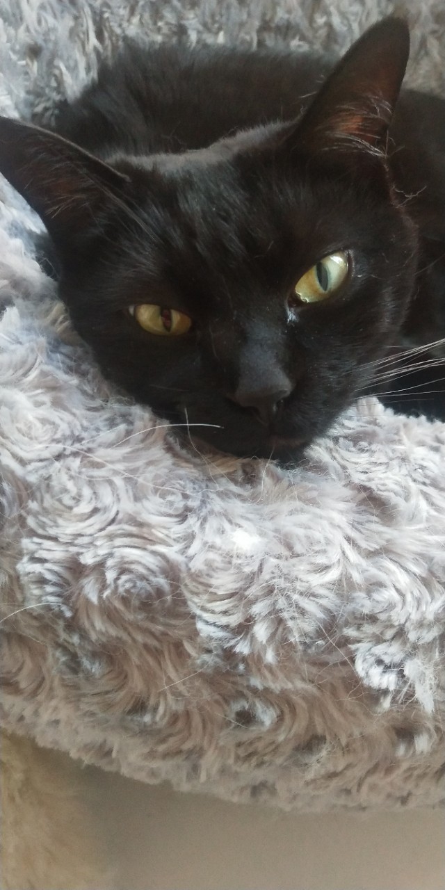 猫屋虐猫致4只猫死