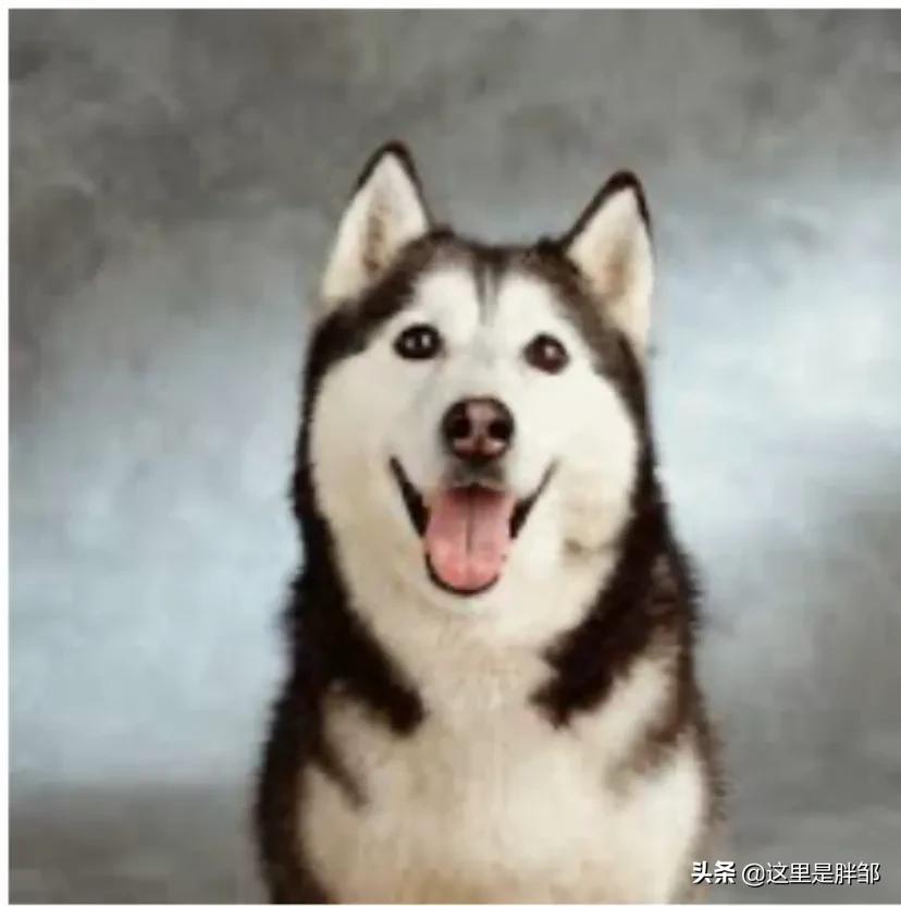 [狗狗靠捡瓶存款过万]狗狗捡垃圾吃怎么办？