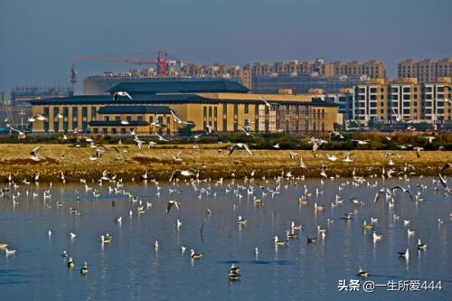 大连市金州区有什么县