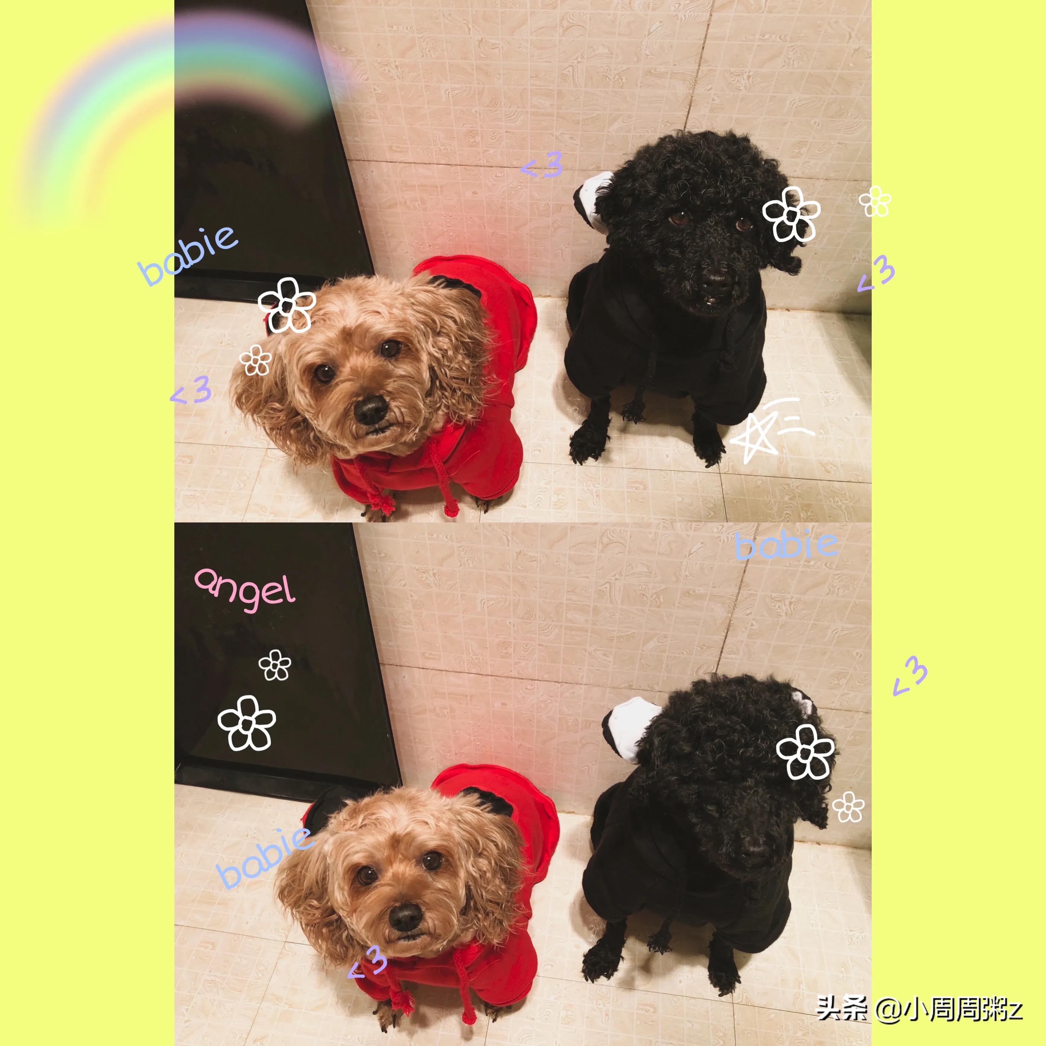 没有狗狗的海外生活，没有狗狗的海外生活视频