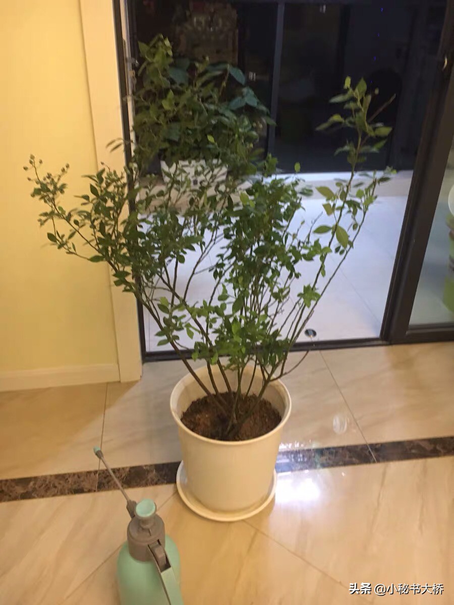 长沙新房前适宜种哪些果树？