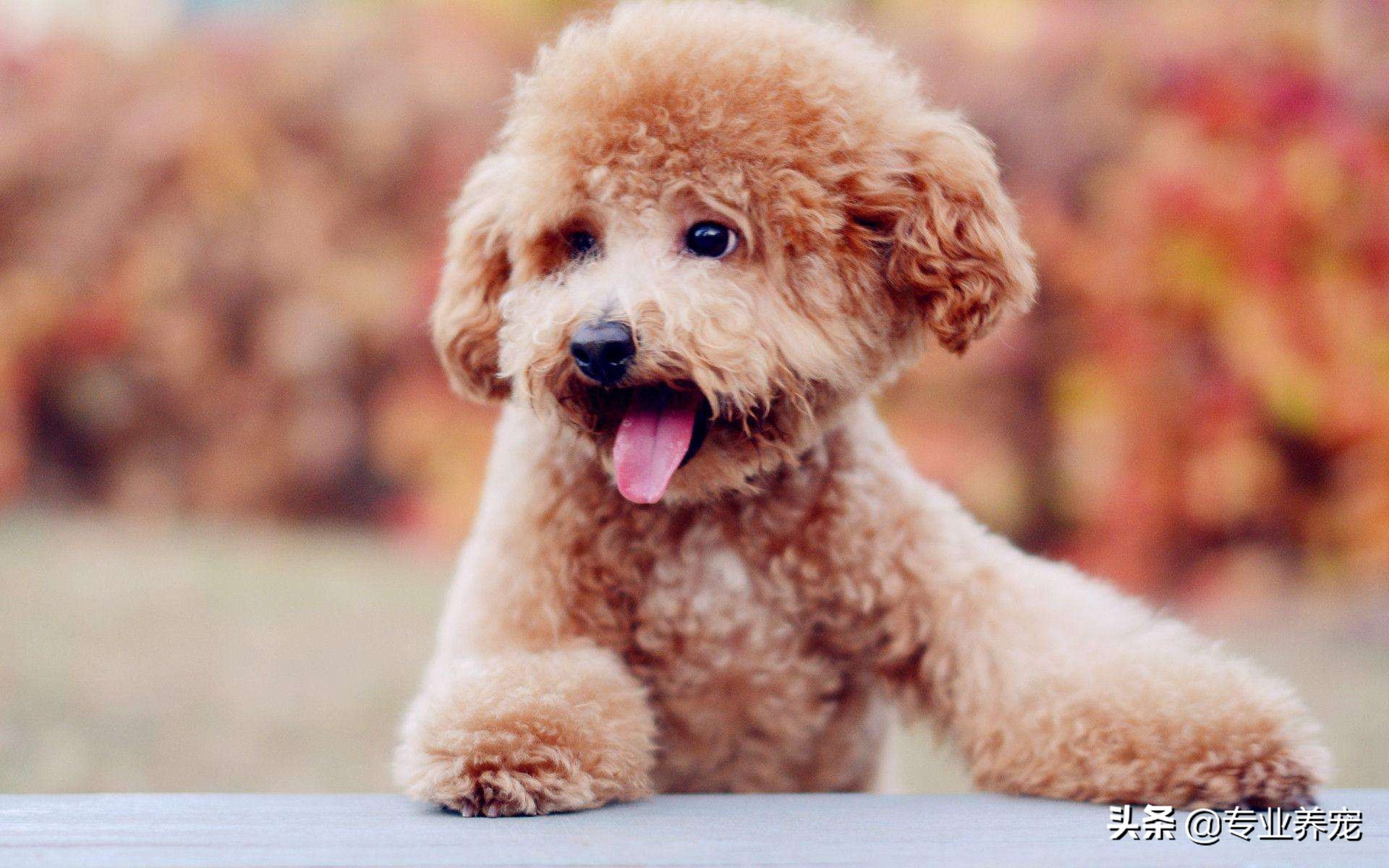 你可能日了假狗是什么意思?:日狗 你可能日了假狗是什么意思?:日狗