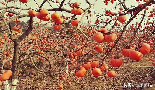 11月桂林市有什么活动