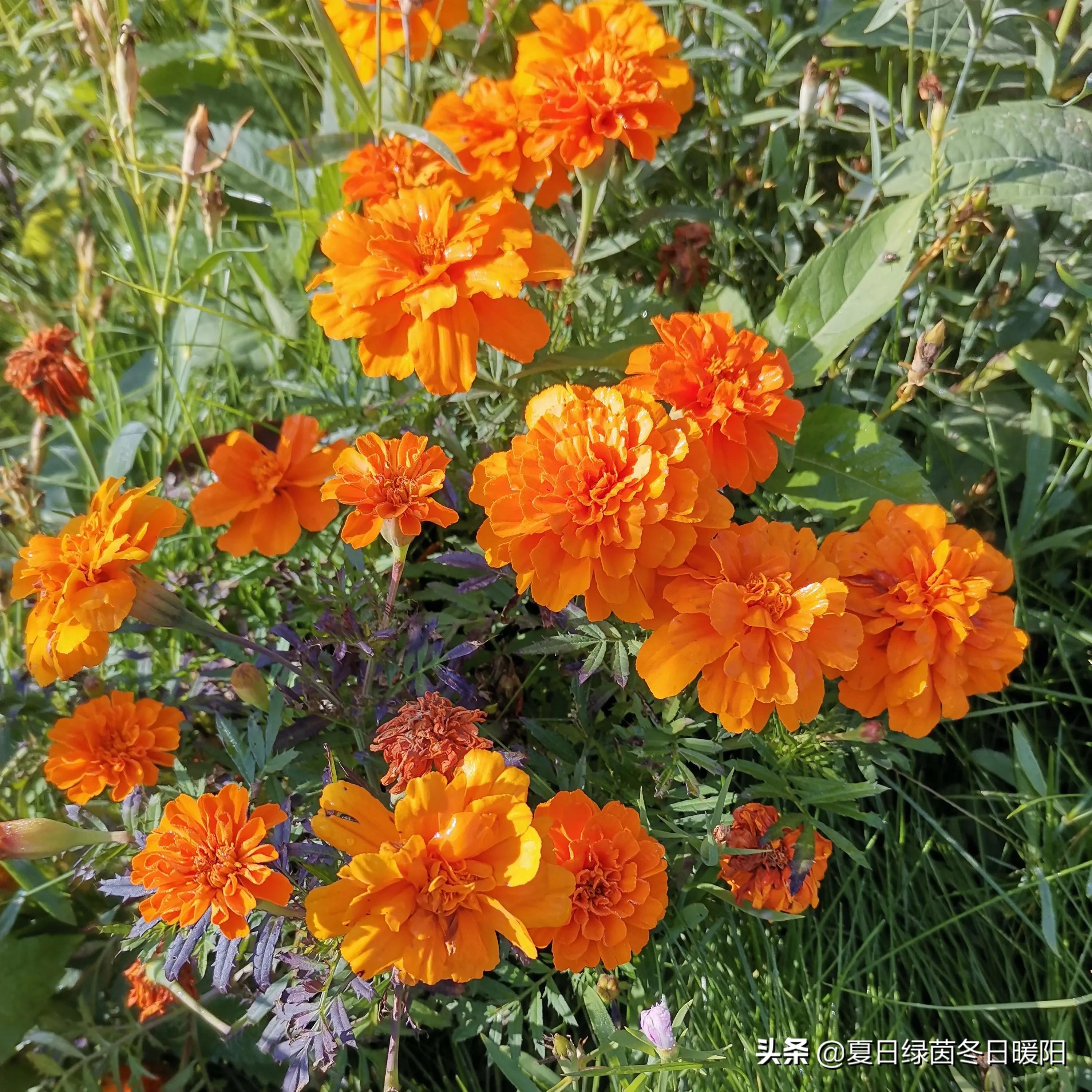 当我们都老了（当我们都老了，回看今生，你后悔吗？）