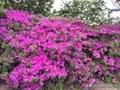 海外生活日常vlog美国，海外生活日常vlog美国视频