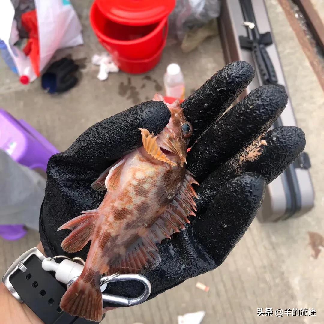 福建海钓鲫鱼怎么样