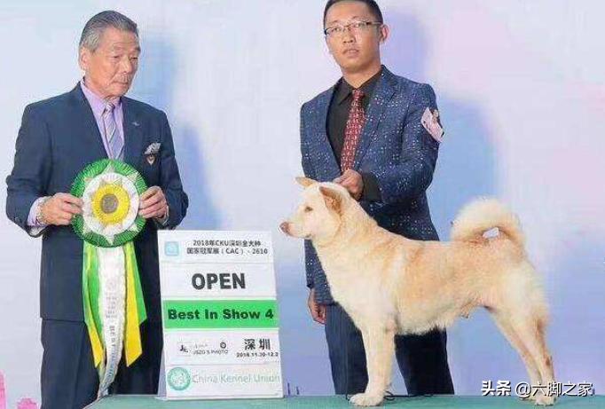 中华田园犬在海外生活情况，中华田园犬在海外生活情况如何