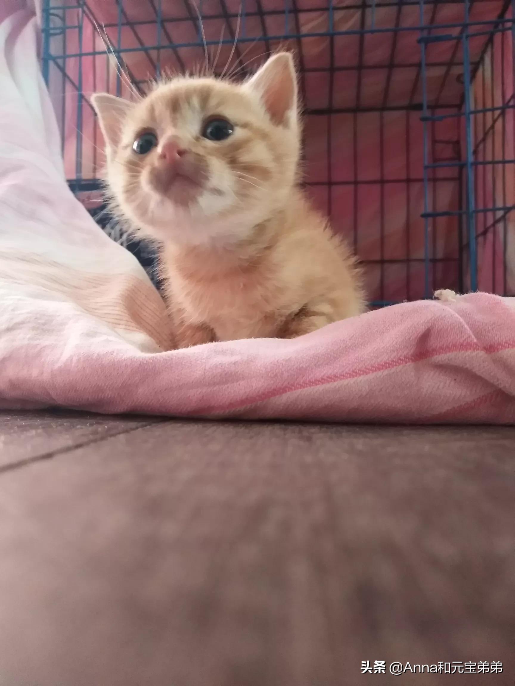 猫爬架测评美妆好物店铺
