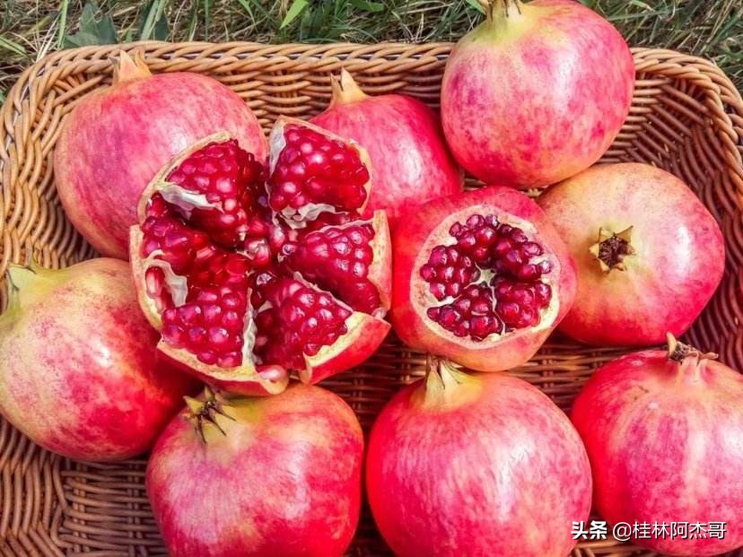 大连市街道有什么树