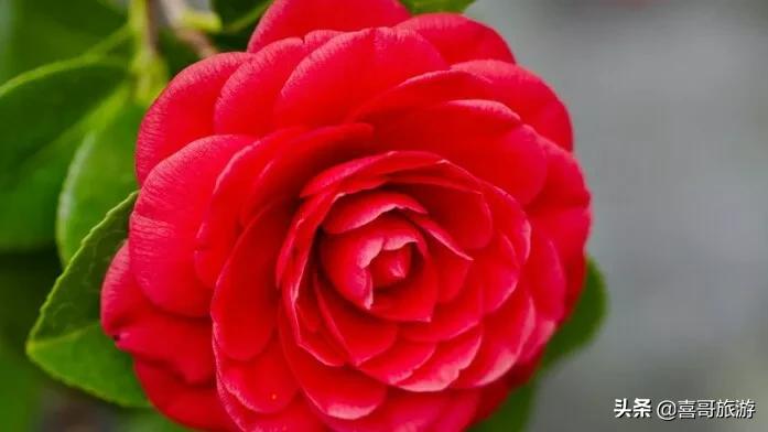 无锡市五月看花哪里好