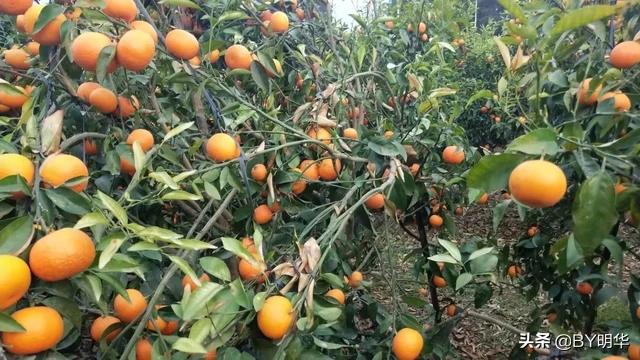 桂林沃柑哪里的最好? 桂林沃柑哪里的最好?