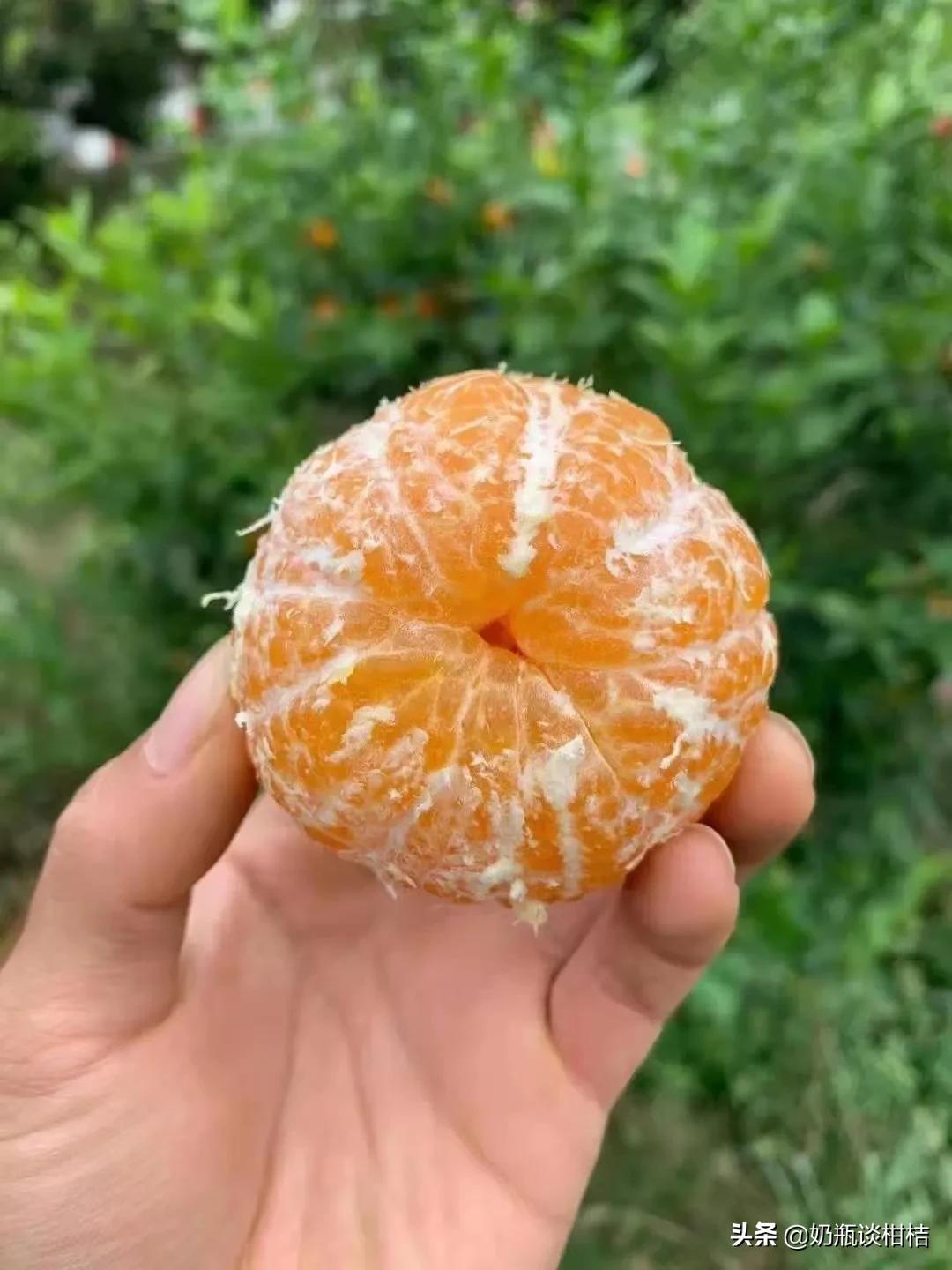 桂林沃柑哪里的最好? 桂林沃柑哪里的最好?