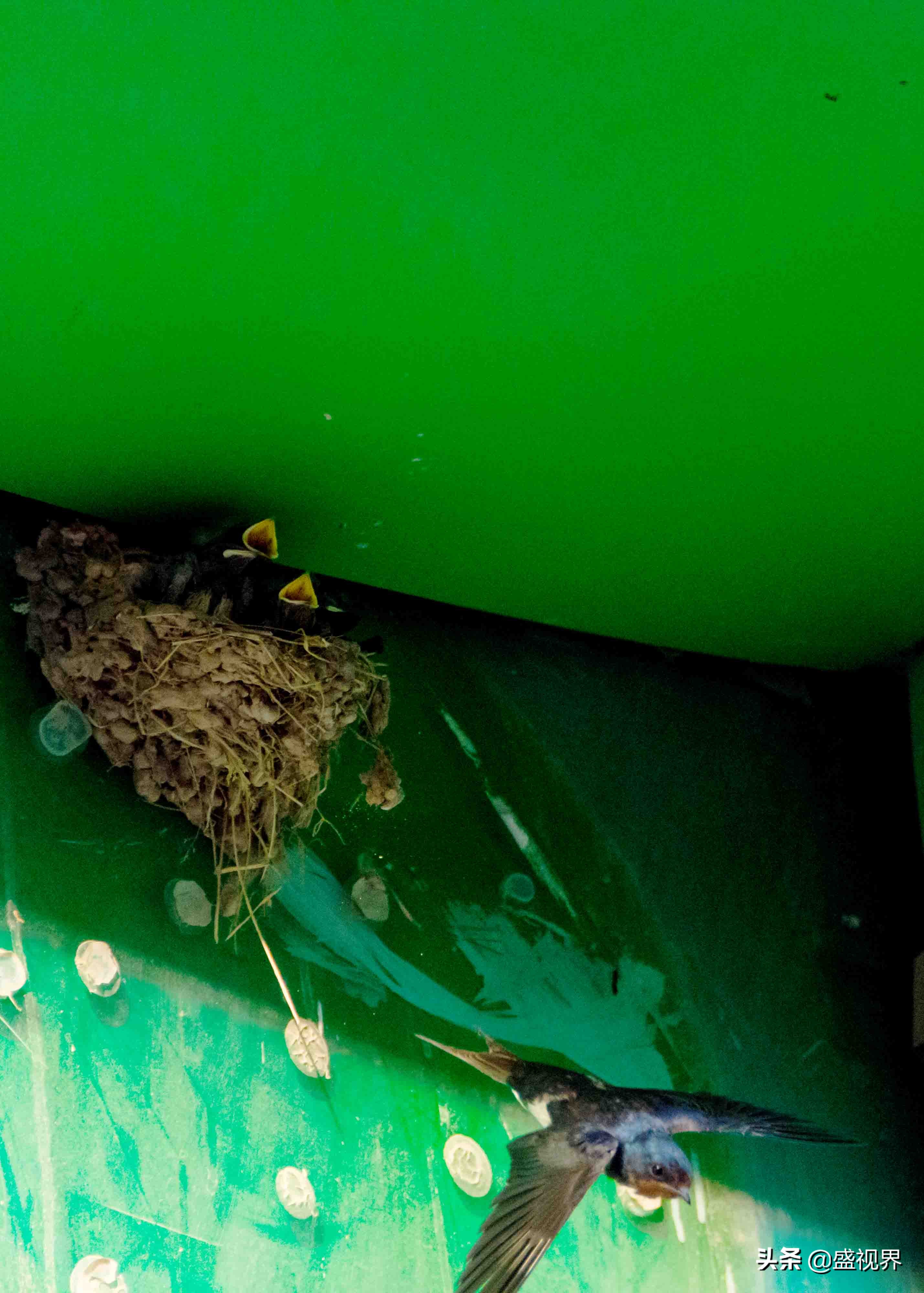 燕子的图片燕子的图片真实照片 燕子的图片燕子的图片真实照片