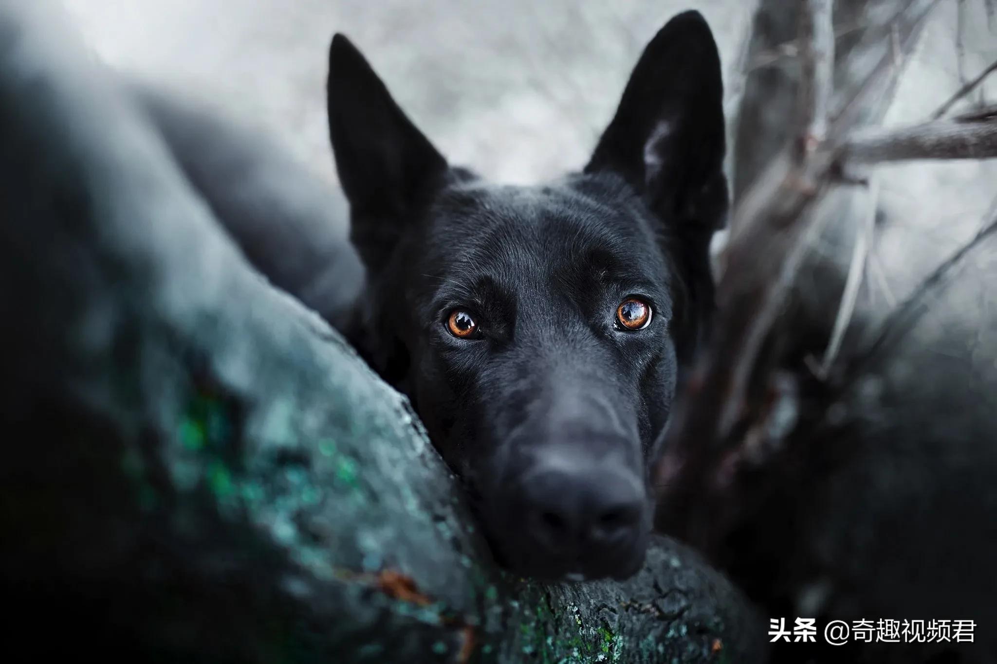 男童被犬只撕咬下体
