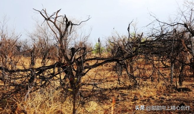 2025新澳门天天开好彩大乐透开奖号码和美国山火烧了34天与美国山火烧了多久了