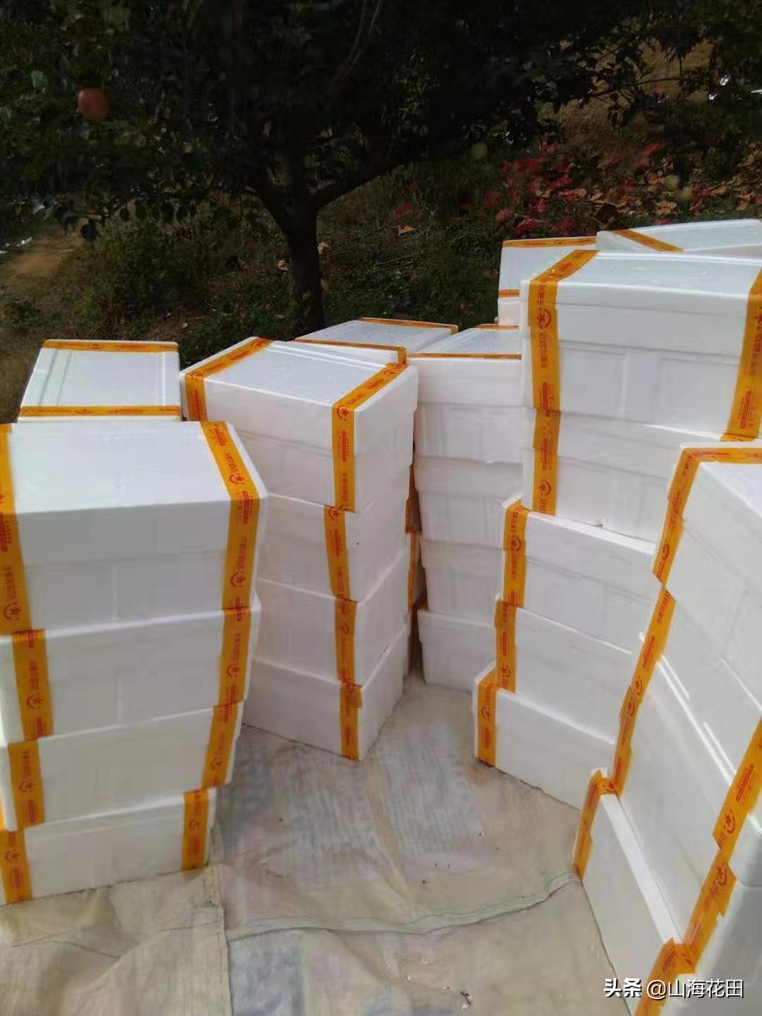 兰州市静宁苹果在哪里买