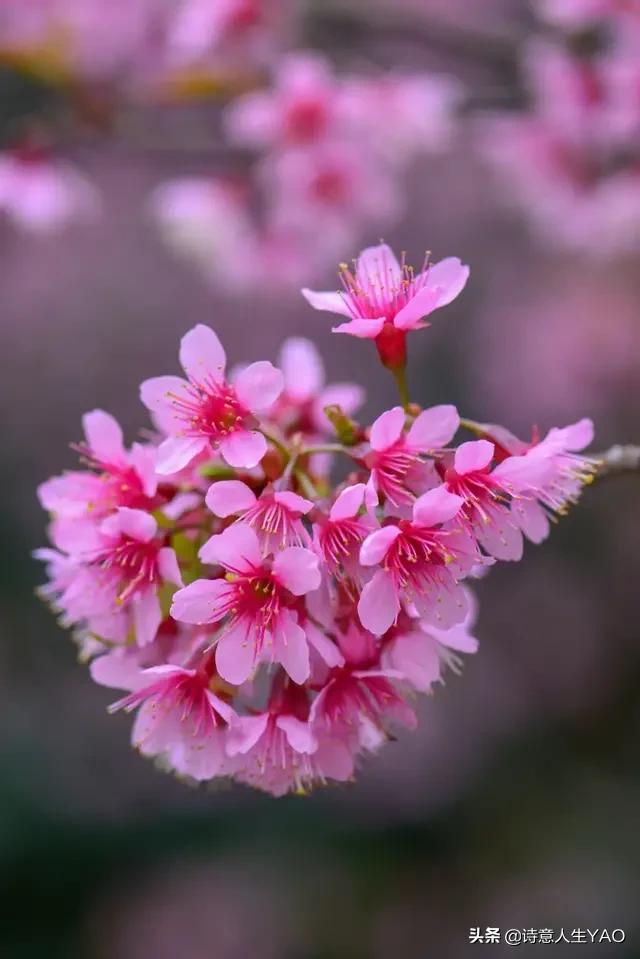 马奥（马奥鱼的做法）