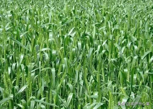 河南小麦有冻死的吗？