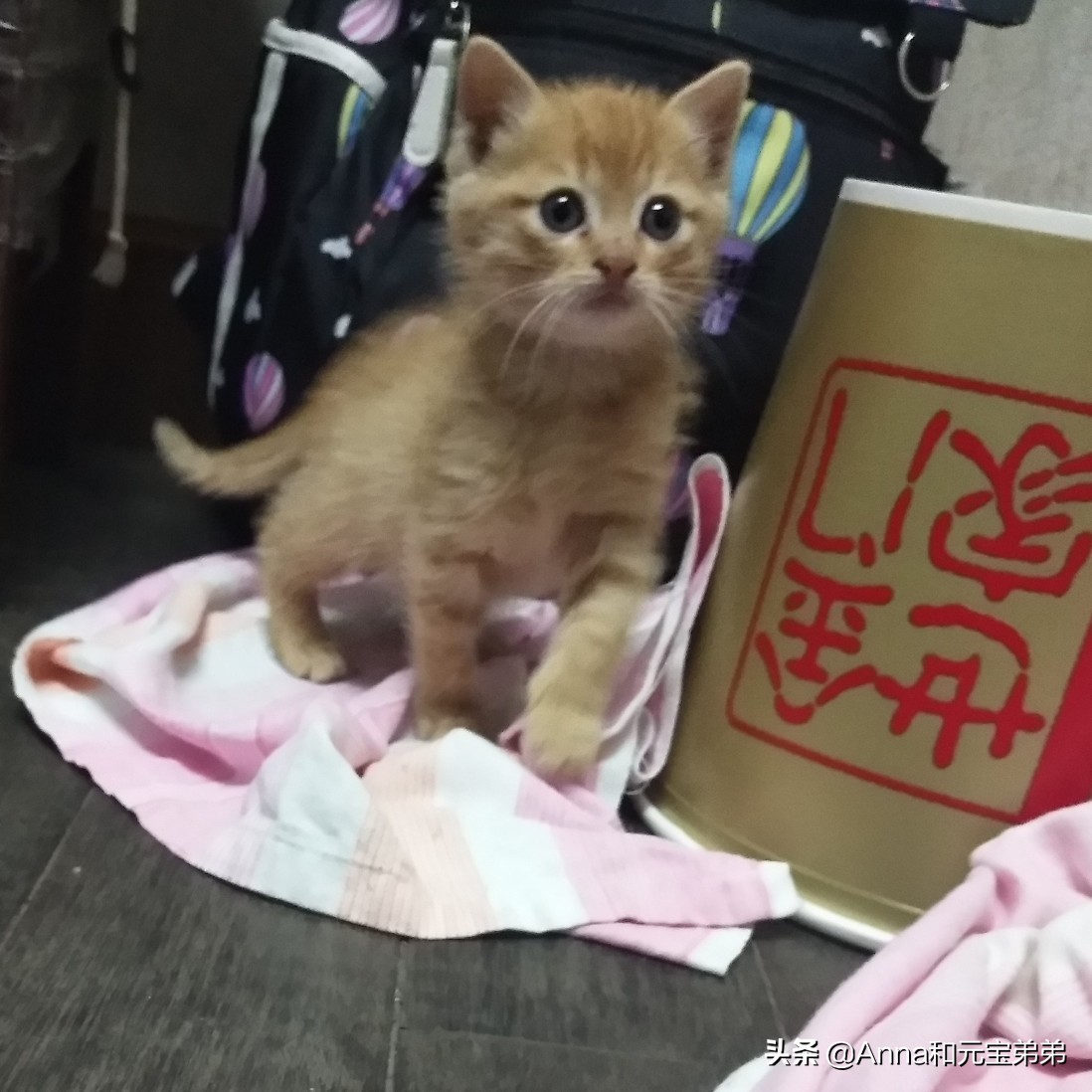 猫爬架测评美妆好物店铺
