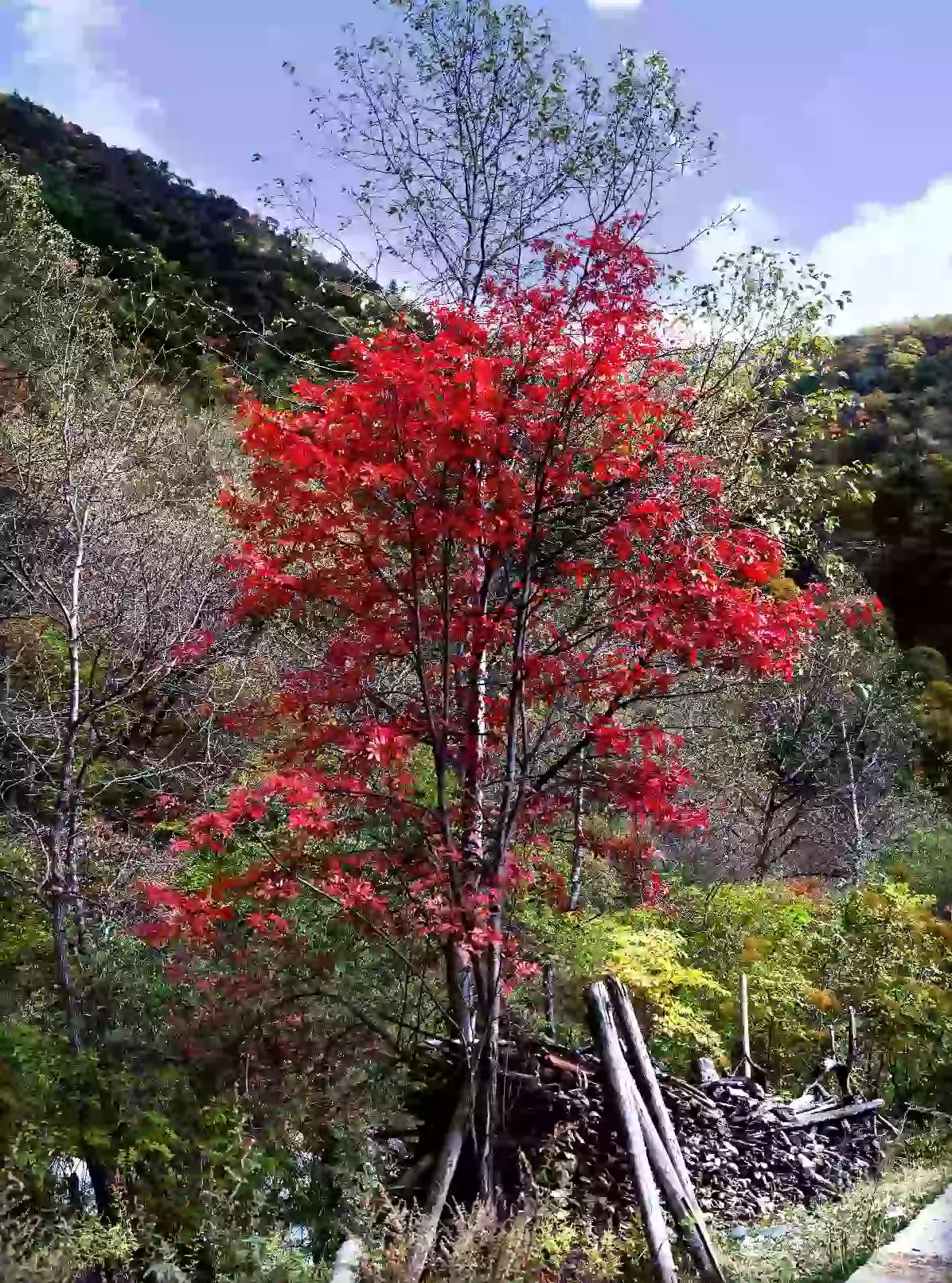 [秋天有什么]秋天的事物都有哪些？