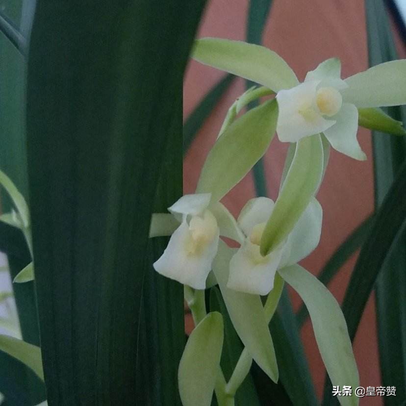 杭州兰星学院怎么样？
