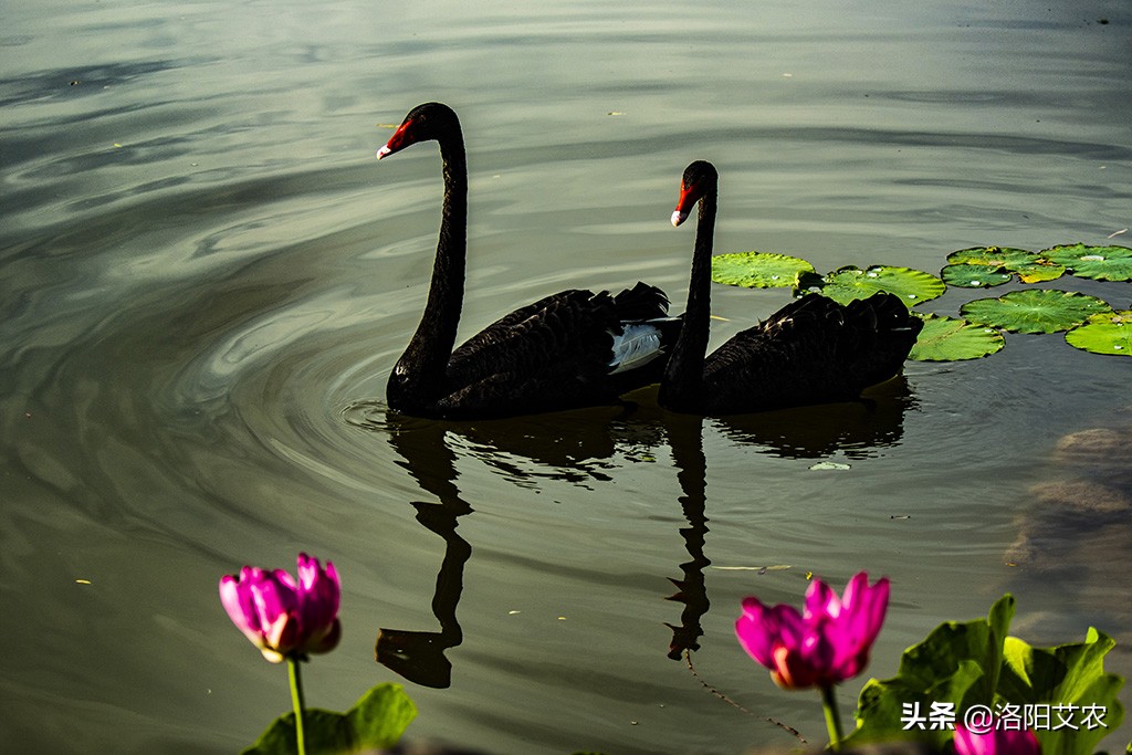 尼康d850(尼康d850深度评测?) 尼康d850(尼康d850深度评测?)